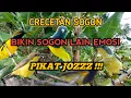 Download Lagu Crecetan sogon ribut di hutan paling ampuh buat pikat,😱😱sogon lain auto kumpul ‼️