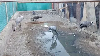 جلیل آوارا داستان در دره پکیر بوتون 