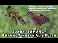 🔴 Suara Sapung Burung Tikusan Alis Putih !!! Buktikan Hasilnya Terbukti Ampuh Buat Para Pemikat