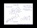 98 Lipids Nonsaponifiable Lipids Part - Steroids