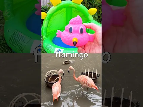 Animal Names for Kids | Toy Learning Fun at the Dino Pool: Flamingo Crocodile Snake Lion Tortoise
