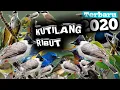 Download Lagu SUARA PIKAT PALING AMPUH || TERBARU 2020