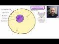 Cell Organelles - Explained in a way that finally makes sense!