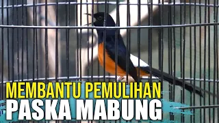 Download Cepat Gacor Dan Buka Paruh Setelah Tuntas Mabung MP3