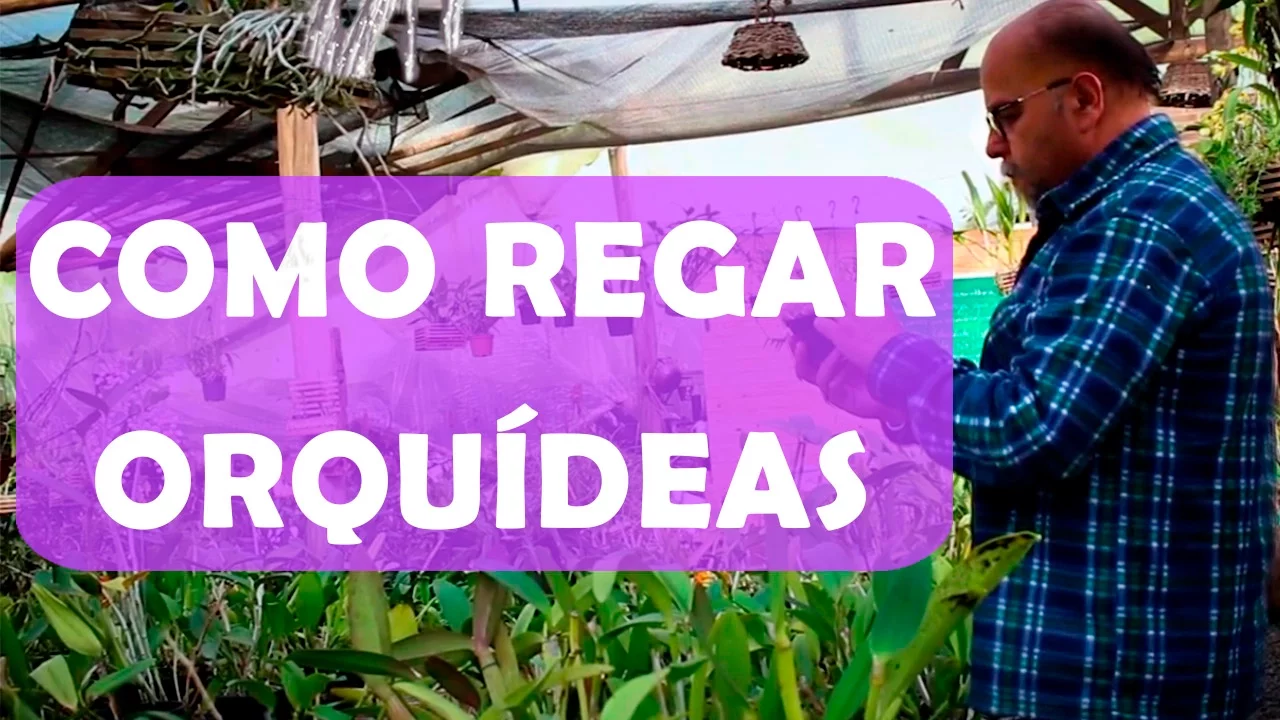 COMO REGAR ORQUIDEAS