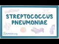 Streptococcus pneumoniae - an Osmosis