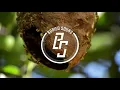 KLOUD - The HIVE ║► Electro