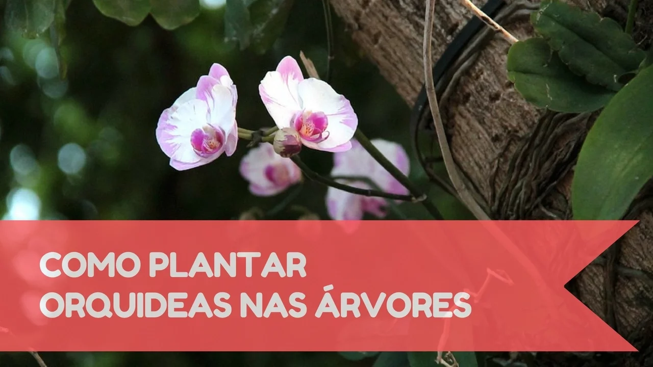 COMO PLANTAR ORQUÍDEAS EM ÁRVORES!