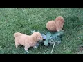 Bichpoo Puppies For Sale