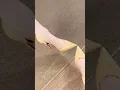 Download Lagu Asian beautiful pantyhose high heels nylon try on beautiful heels for girl beautiful stockings