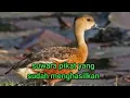 Suwara pikat burung belibis alis Ireng atau mata hitam 