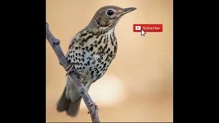 صوت سمن للصيد St5 2025 Thrush Birdcall Birds طيور  صوت سمن للصيد St5 2025 Thrush Birdcall Birds طيور
