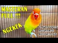 Download Lagu MASTERAN LOVE BIRD FULL NGEKEK PANJANG DI AWALI NGETIK !!!