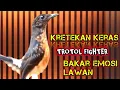 Lagu Kretekan Keras Murai Trotol Fighter 🔥 Pancingan Emosi Murai Paling Efektif @dirutkicau4l 