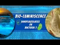 Luminescent Bacteria VS Luminescent Plankton