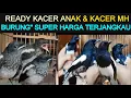 Download Lagu 🌟 READY KACER ANAKAN, KACER MH ORI KALIMANTAN DLL DI KIOS KARIM PASAR BURUNG PRAMUKA HARI INI