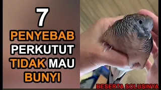 Download 7 PENYEBAB PERKUTUT TIDAK MAU BUNYI DAN CARA MENGATASINYA MP3