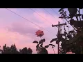 Quereme Así - Los Caligaris (Letra)