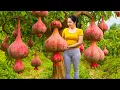 Download Lagu Harvesting Vai Thieu Fruit \u0026 Go To Market Sell | How to process \u0026 preserve dried lychee | Daily Life