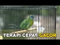 PANCINGAN TERAPI KINOI MACET BUNYI