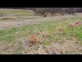 9 month old rescue viszla on birds