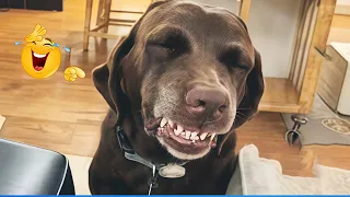 Best Of The Funny Animal Videos Funniest Cat Dog Moments Ever Recorded 