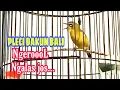 Download Lagu Pleci dakun Bali gacor juara || sang SUPER STAR