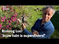 Download Lagu Luc's Tuinsafari: 'Wilde peen, voorvader van onze wortel, is nu veel te zien' | RTV Utrecht