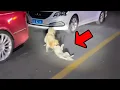 Download Lagu Girl saves puppy from attack of wild dogs, shocking thing happens minutes later