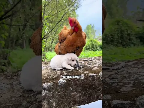 Cross species friendship heals an orphaned puppy heart