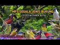 Download Lagu suara Pikat segala jenis burung besar dan kecil d hutan MP3 serba bisa