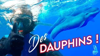 Rencontre MAGIQUE avec des Dauphins en pleine NAVIGATION !! #voilier coraille en voyage