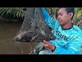 Download Lagu TAKLUK !!NYA UDANG CAPIT BIRU PENUNGGU POHON KAYU!!