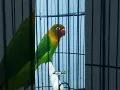 Download Lagu LOVEBIRD BETINA MINOR FULL SPEED DURASI 1 MENIT #shorts #lovebird #lovebirdkonslet #lovebirdngekek