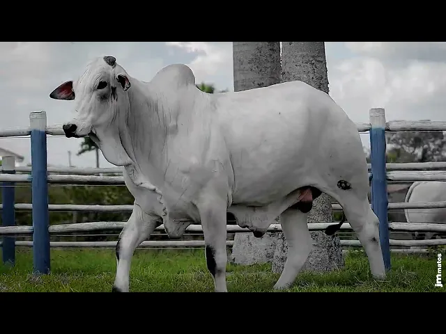 Touro Nelore SGN - 2428