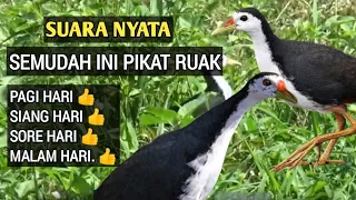suara pikat ruak ruak paling ampuh asli suara jernih keras