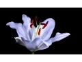 Download Lagu Time-Lapse: Watch Flowers Bloom Before Your Eyes | Short Film Showcase