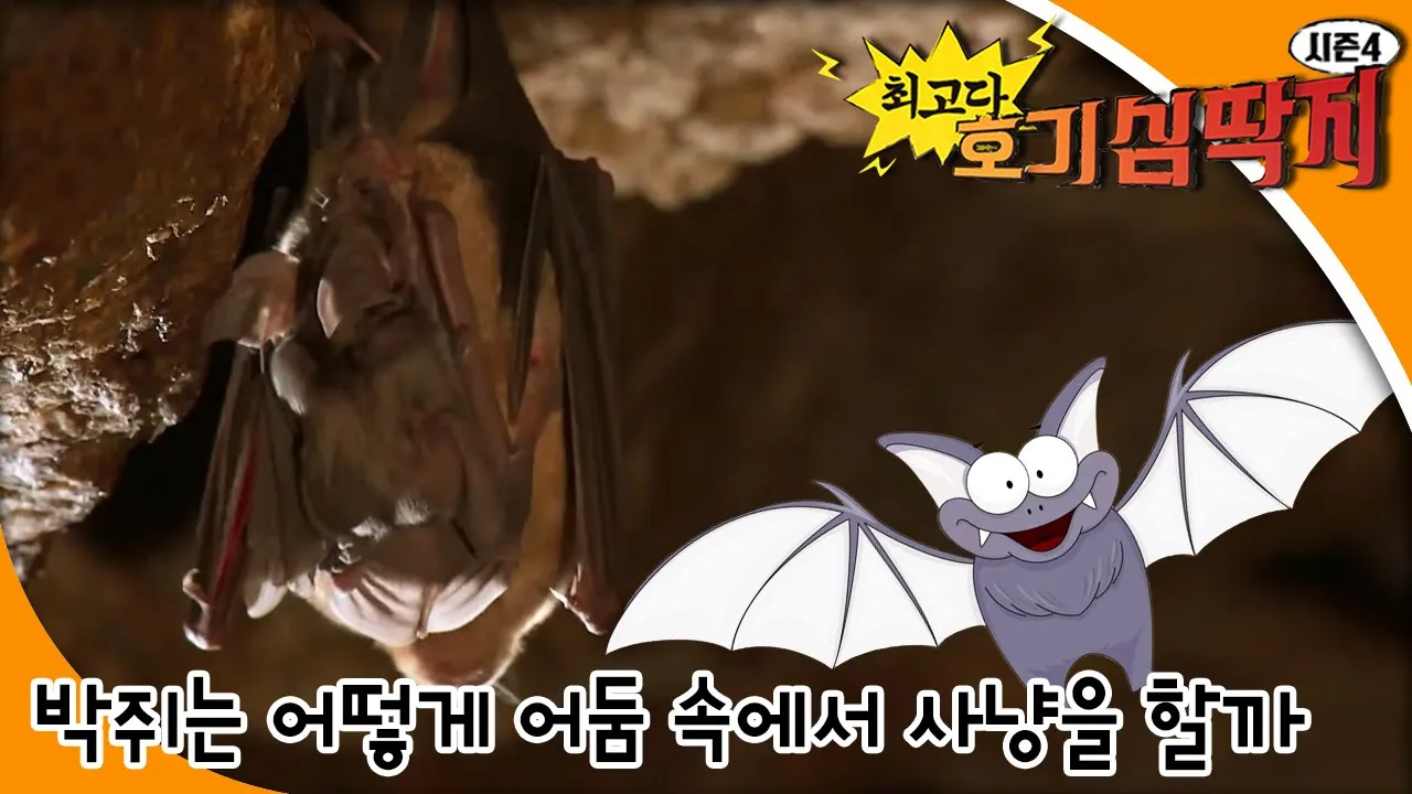 최고다! 호기심딱지 시즌4 - 박쥐는 어떻게 어둠 속에서 사냥을 할까