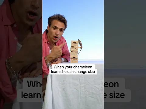 When your chameleon learns he can change size