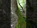 Download Lagu Пешие прогулки. Красиво выходят пласты камня на тропинке на горе Медведь в Архипо-Осиповке.
