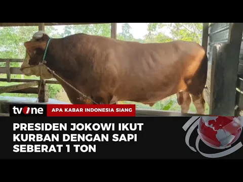 Penampakan Sapi Kurban Presiden Jokowi untuk Masyarakat Bone