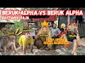 Download Lagu Apenkoning vs. Bastiëns Jumbo-Apenkolonie – Raakt de koning in paniek?!