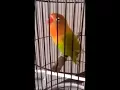 Download Lagu Pancingan Love BIrd Ngetik Panjang Hanya 1 Menit Love Bird Langsung Nyaut