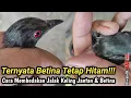 Download Lagu CUCAK KELING JANTAN DAN BETINA