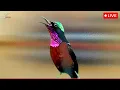 Download Lagu Hummingbird Song Nature Sounds - Relaxing Bird Sounds for Sleeping - Calming Birds Chirping Ambience