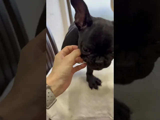 動画