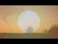 The Lost Birds - Album Trailer