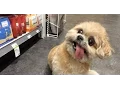Marnie the Dog- Duane Reade Adventure