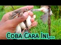 Download Lagu Cara Paling Ampuh Pikat Prenjak Sawah/Klik