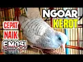 Download Lagu Perkutut NGOAR KEROT, Sangat cocok untuk mancing perkutut cepat birahi dan emosi